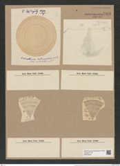 Coscinodiscus intumescens Pant. (de-Toni-Nr.: Genus 202, Species 5125) Zeichnungen Sammlung Grunow Nr. 8883 (NHMW-BOT-W0378530)